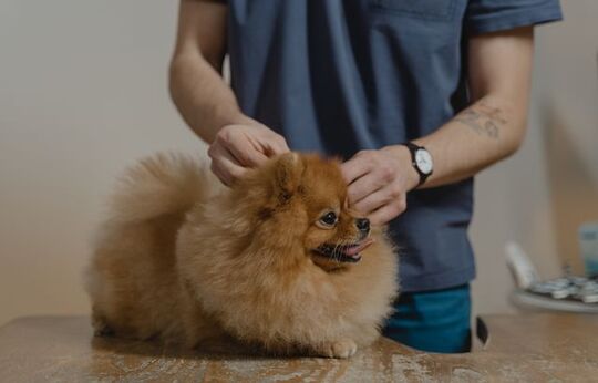 chien chez le vétérinaire pour des puces et tiques