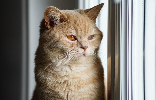 coryza chat coryza chez le chat