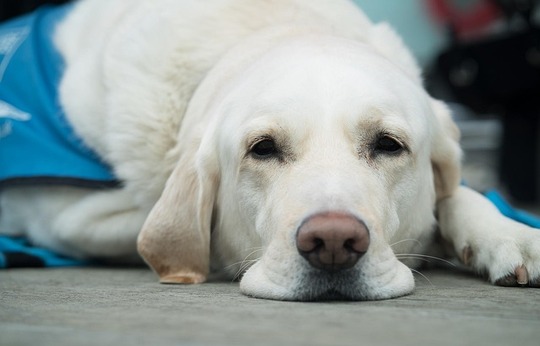 chien calculs urinaires