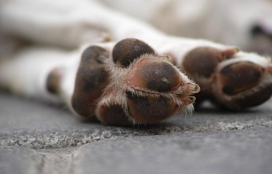 coupure coussinet chien