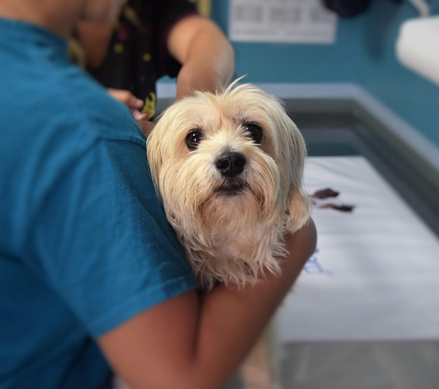 urgence veterinaire pour calculs urinaires chez le chien