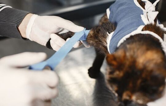 intervention hemorragie chien