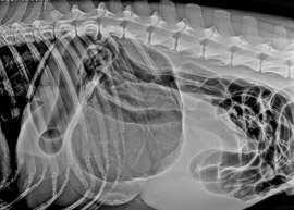 Radio de dilatation torsion de l'estomac d'un chien